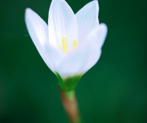 名もなき花