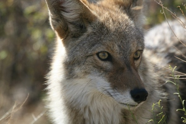 coyote-wildlife-nature-park-wild-canine-predator-1