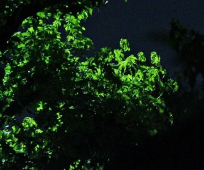 夜の葉