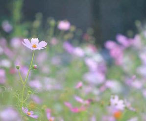 花の咲く場所