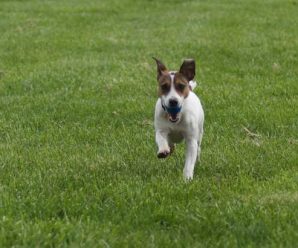 犬が通る